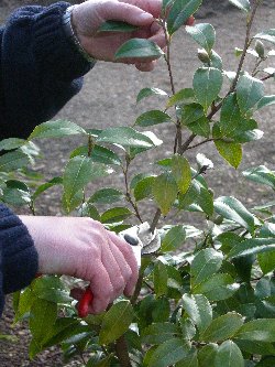 how to prune a camellia