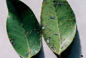 scale insect on camellias