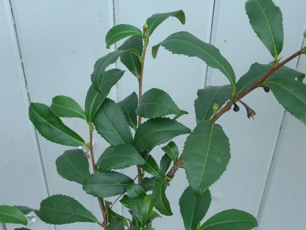 trehane nursery