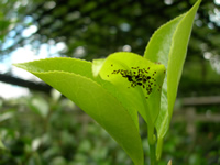 camellia aphids