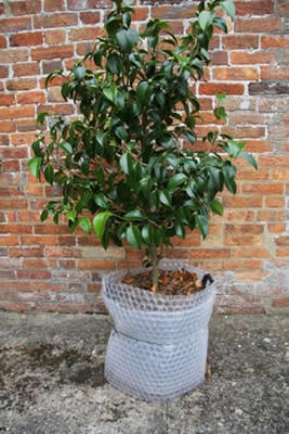 insulate camellias for winter