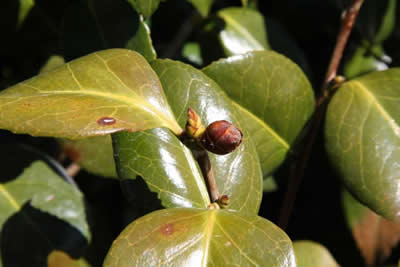 camellia frost damage