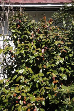 cold damage to camellias