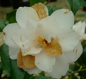 petal blight on camellias