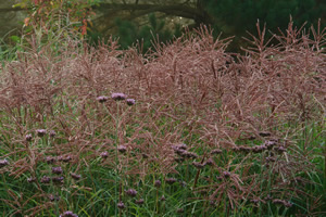 Ornamental Grass Miscanthus