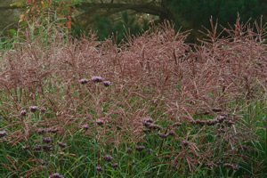 Ornamental Grass Miscanthus
