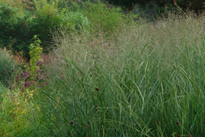 ornamental grass panicum