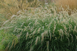 Ornamental Grass Pennisetum