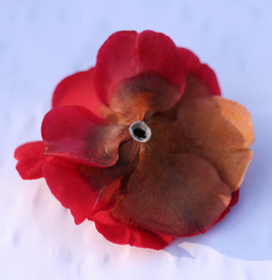 brown flower on camellia