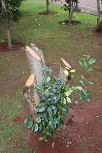 pruning camellias