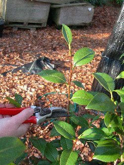 pruning camellia