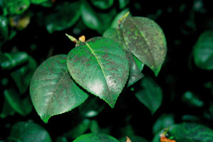 sooty mould on camellia